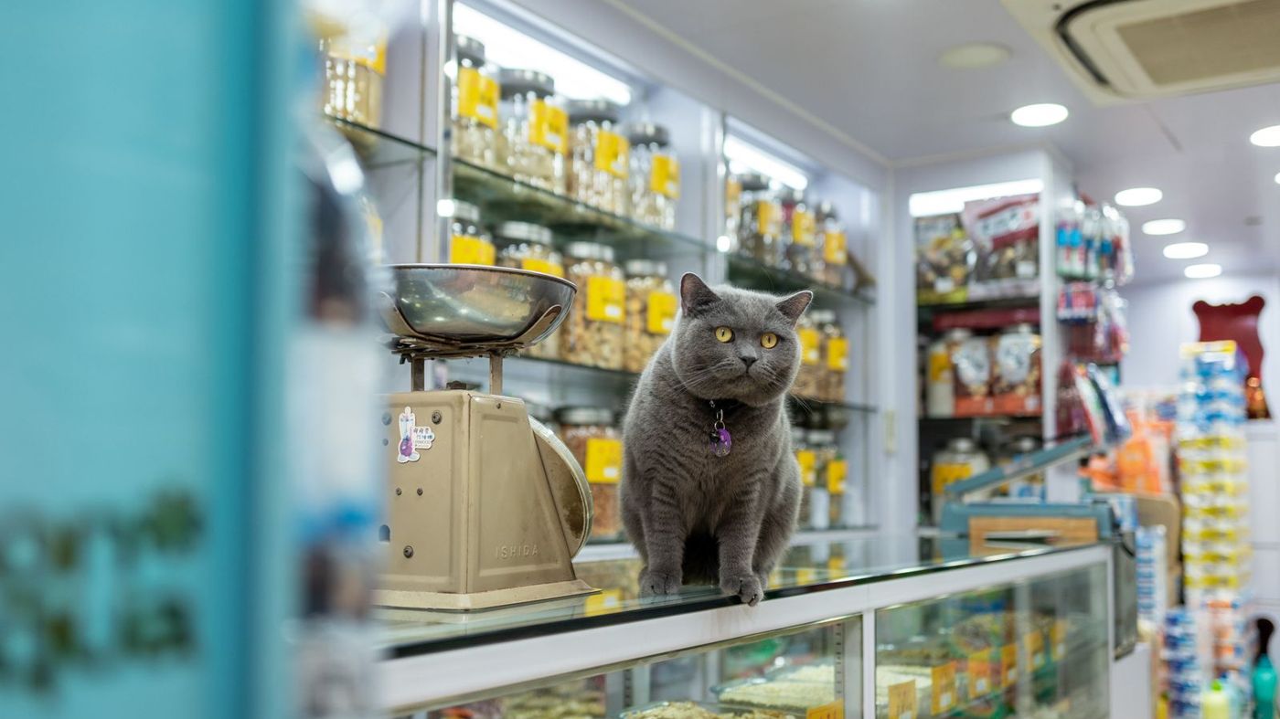 Pet supplies and a cat on the counter of an independent pet store